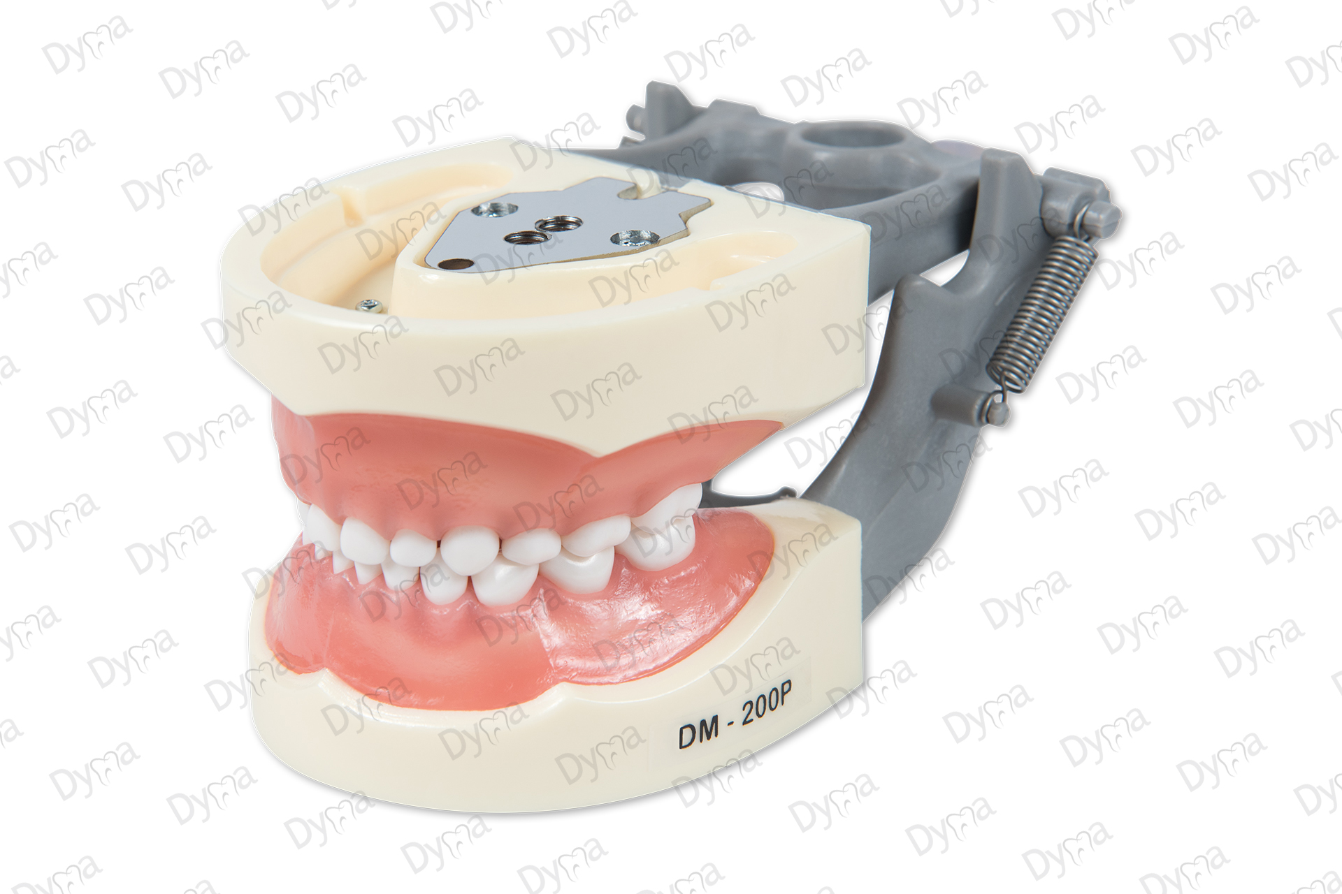 Modelo dental pediátrico Dyma® referencia: DM-PED (typodont) 3 Modelo dental pediátrico Dyma® referencia: DM-PED (typodont) - Imagen 3