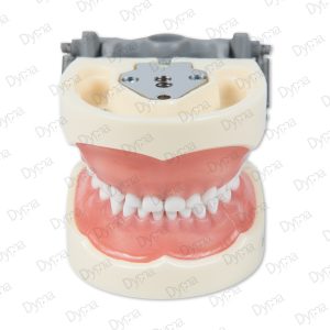 Modelo dental pediátrico Dyma® referencia: DM-PED (typodont)