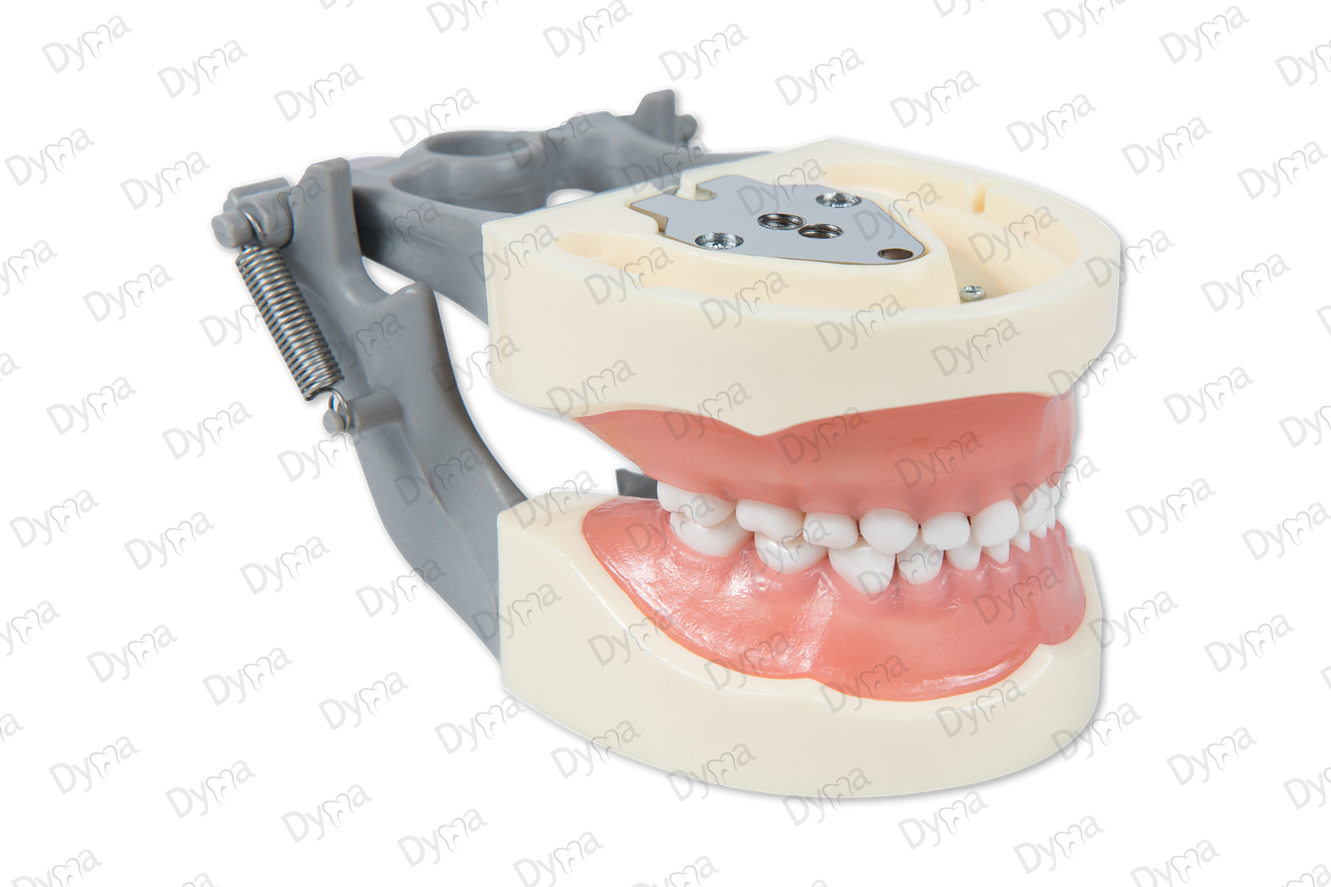 Modelo dental pediátrico Dyma® referencia: DM-PED (typodont) 2 Modelo dental pediátrico Dyma® referencia: DM-PED (typodont) - Imagen 2