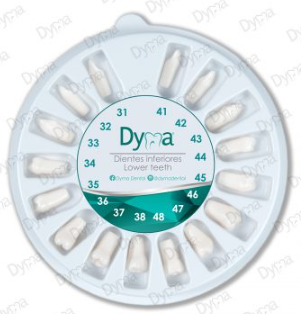 Dientes de ivorina adulto blanco Dyma® estuche x 32 1 Dientes de ivorina adulto blanco Dyma® estuche x 32