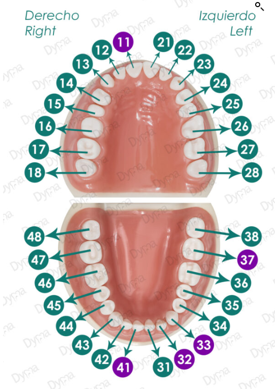 Dientes de ivorina adulto blanco Dyma® estuche x 32 3 Dientes de ivorina adulto blanco Dyma® estuche x 32 - Imagen 3